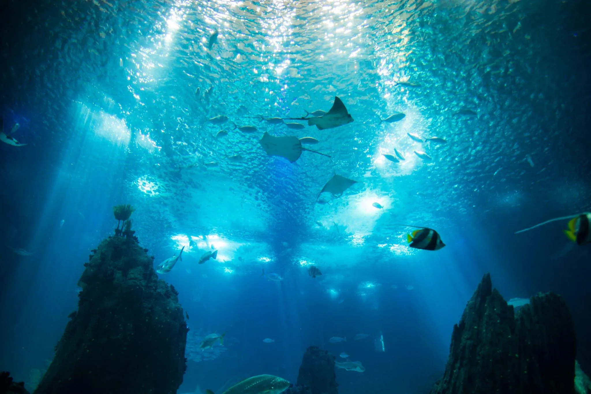 Marine-studies